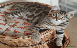 Bengal cats for sale: STUNNING GLITTER PELTED TICA REG BENGAL KITTENS - Image 1