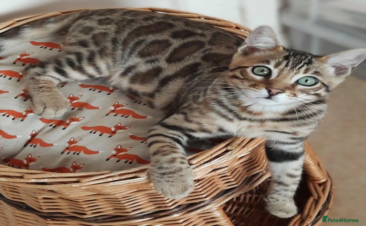 Bengal cats - Advert 3
