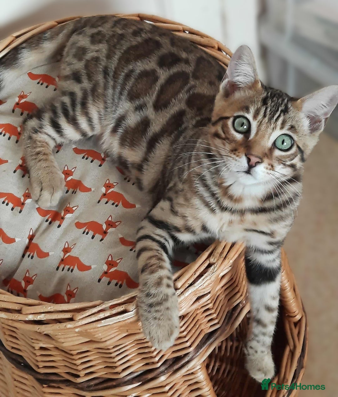 Bengal cats for sale: STUNNING GLITTER PELTED TICA REG BENGAL KITTENS - Image 1
