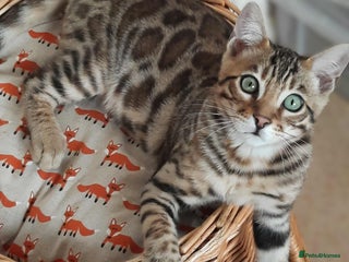 Bengal cats - Advert 16