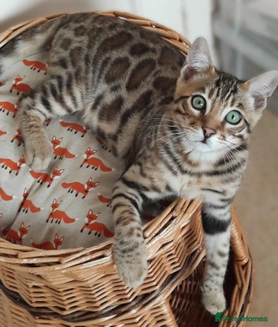 Bengal cats - Advert 11