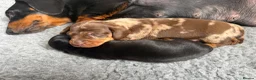 Miniature Dachshund dogs for sale: Stunning Miniature Dachshunds - Advert 14