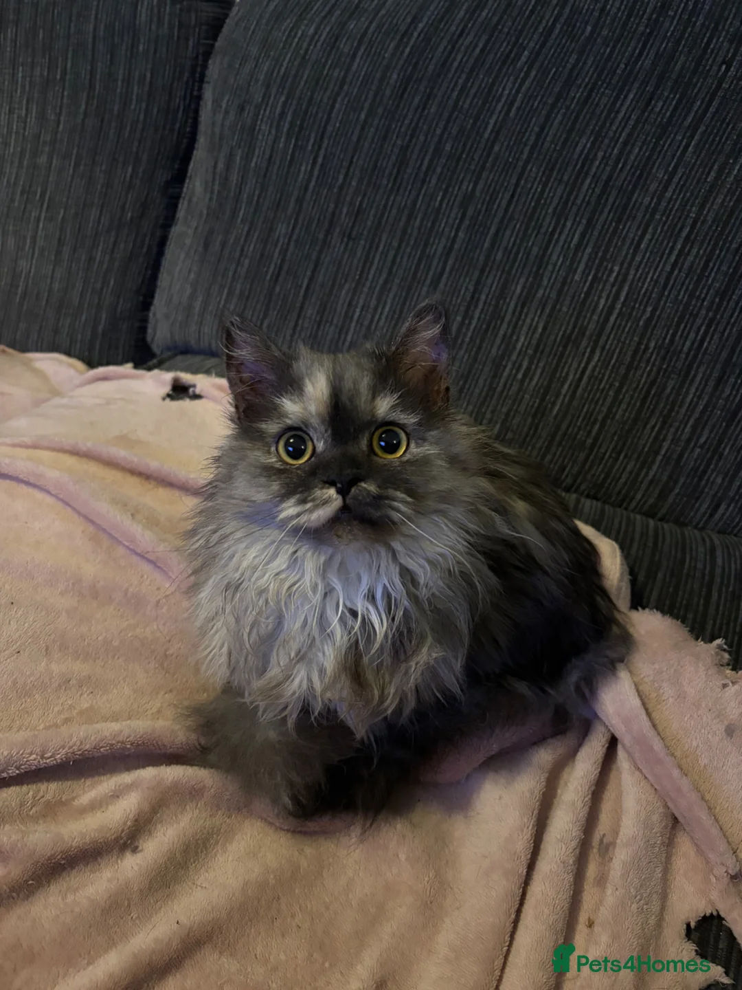 Munchkin cats for sale: Two stunning red silver male munchkins  - Advert 17