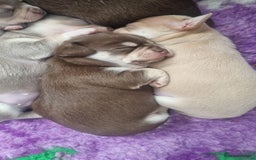 Chihuahua dogs for sale: Stunning litter of Kc reg Chihuahuas - Image 11