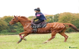 Irish Thoroughbred horses for sale: Beautiful chestnut mare for sale  - Image 5