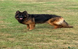 German Shepherd dogs for sale: Top Quality German Shepherd puppies  - Image 15
