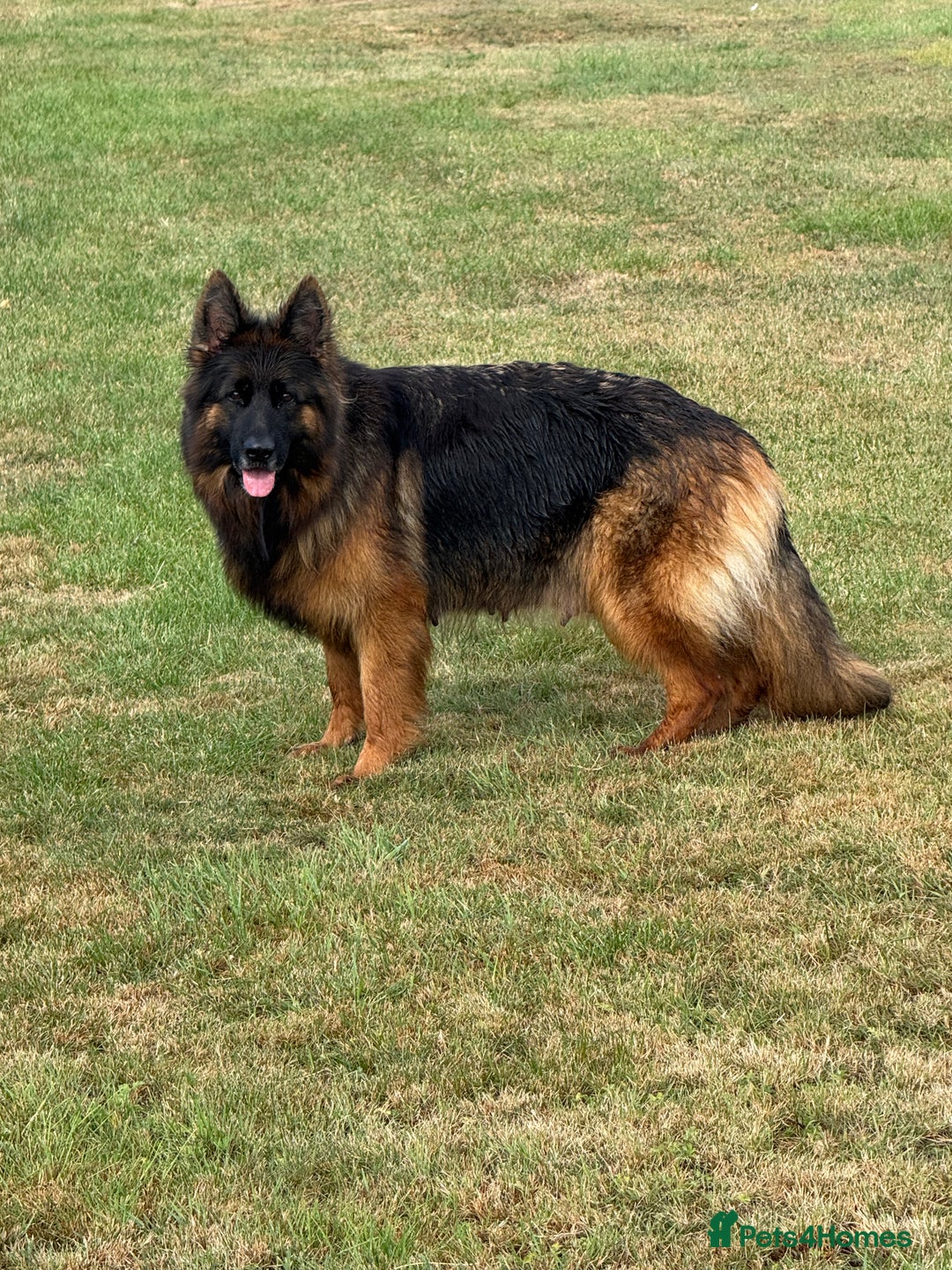 German Shepherd dogs for sale: Top Quality German Shepherd puppies  - Image 15