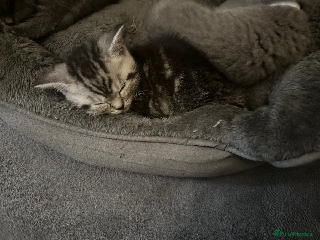 British Shorthair cats for sale: British short hair  - Image 10