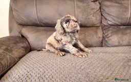 Cocker Spaniel dogs for sale: Cocker spaniel puppies  - Image 22