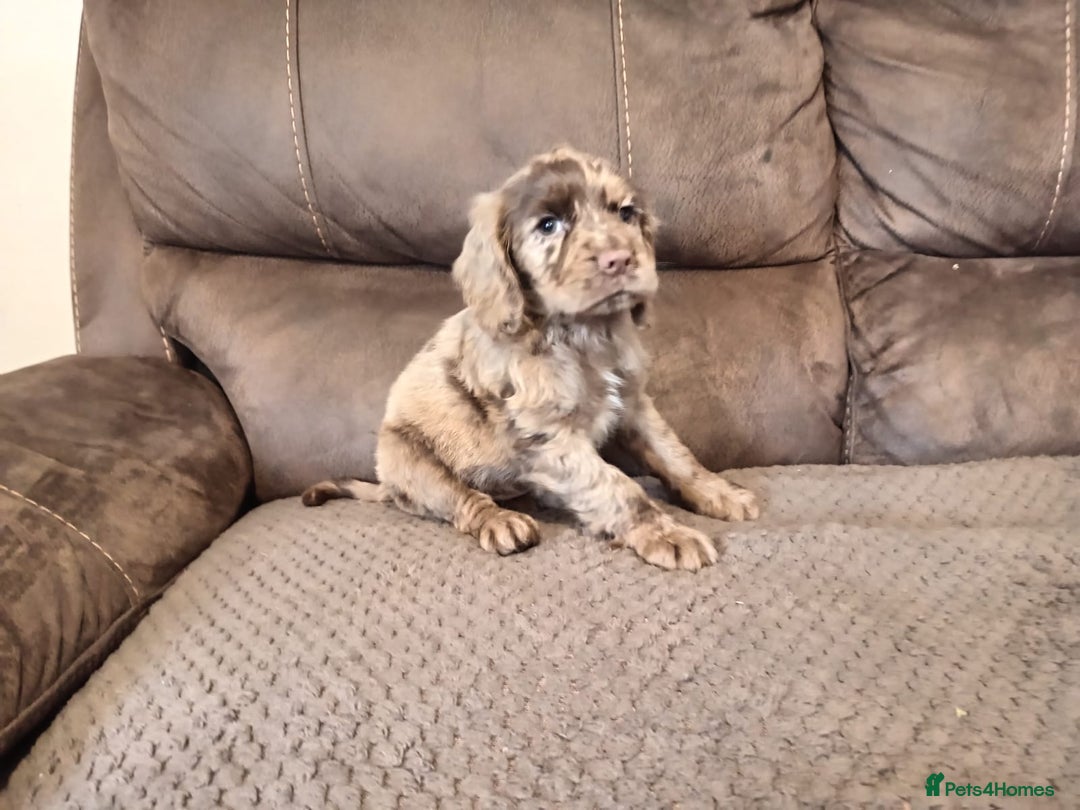 Cocker Spaniel dogs for sale: Cocker spaniel puppies  - Image 22