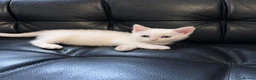 Ragdoll cats for sale: Ragdoll X domestic shorthair  - Advert 6