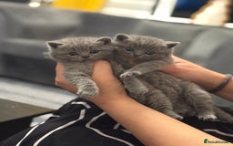 British Shorthair cats for sale: Five cute and naughty kittens for sale - Image 9