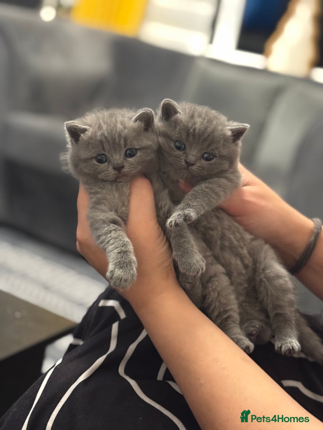 British Shorthair cats for sale: Five cute and naughty kittens for sale - Image 9