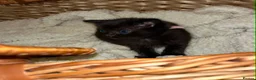Mixed Breed cats for sale: Stunning ragdoll mix kittens - Advert 13
