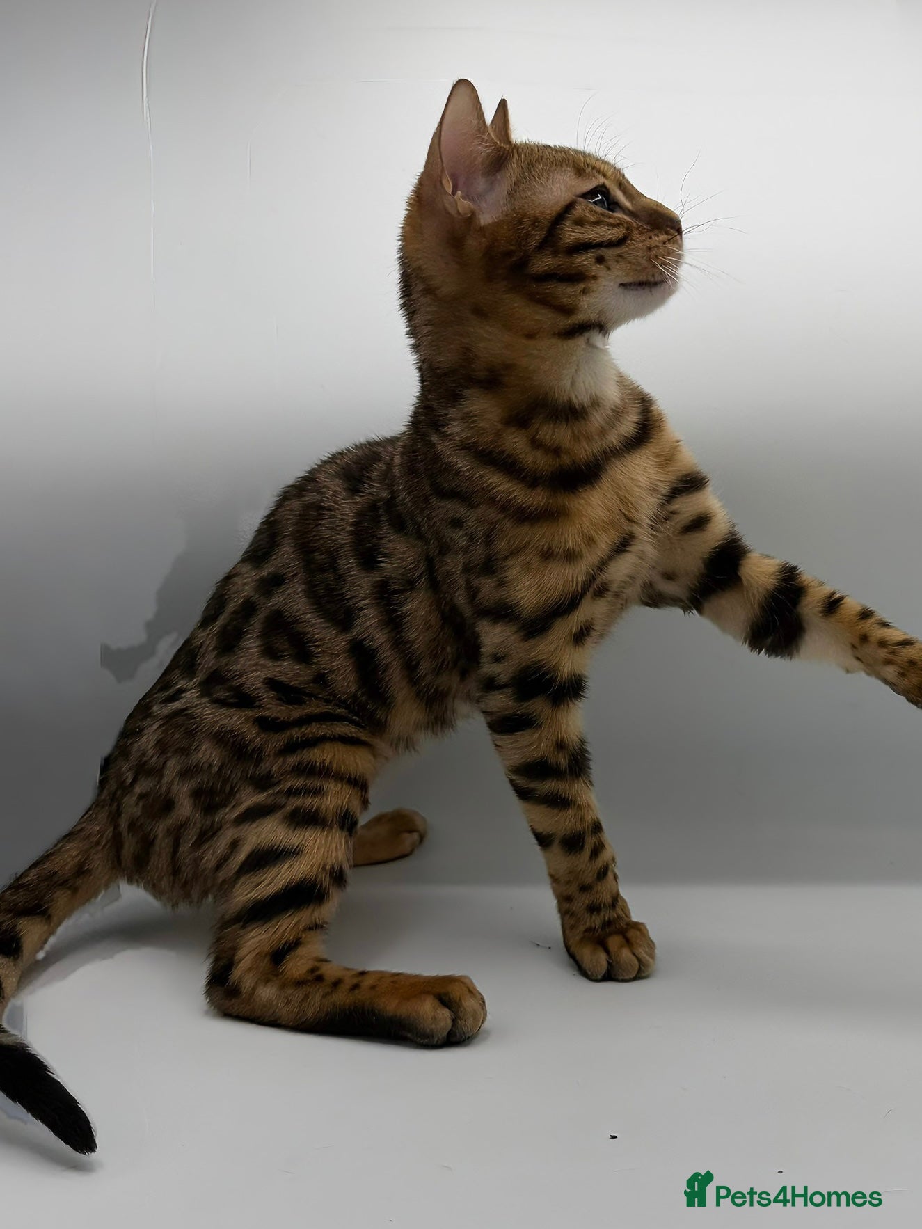 Bengal cats 🐆✨ GLITTER TICA 6TH GENERATION BENGAL KITTENS🐆✨ - Advert 1