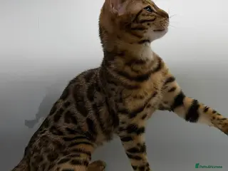 Bengal cats 🐆✨ GLITTER TICA 6TH GENERATION BENGAL KITTENS🐆✨ - Advert 1