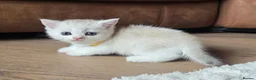 Munchkin cats for sale: Scottish Kilts ( MUNCHKIN FOLD) kittens 😸  in Gloucester - Advert 17