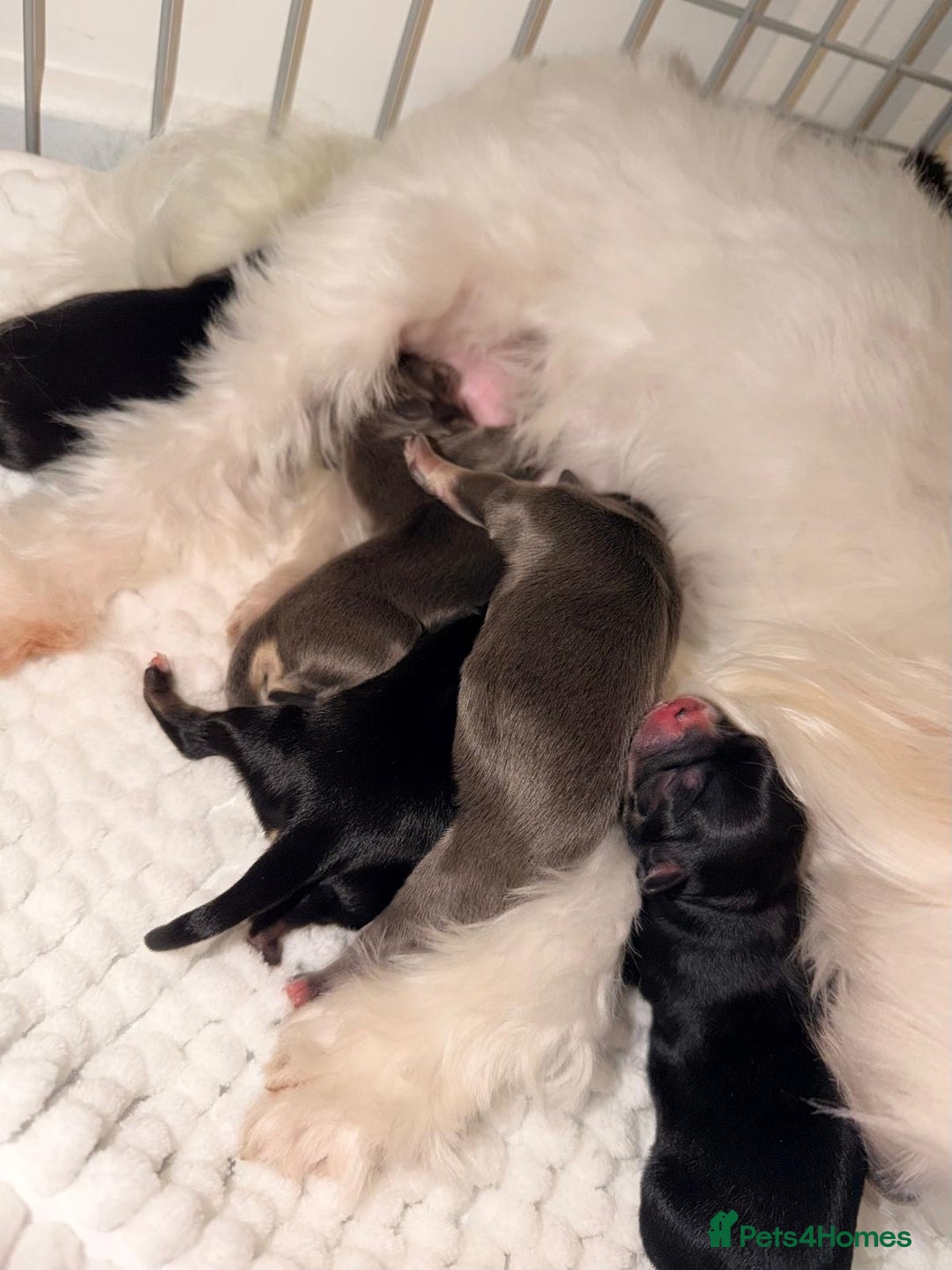 Mixed Breed dogs for sale: Gorgeous malchi’s  - Advert 2