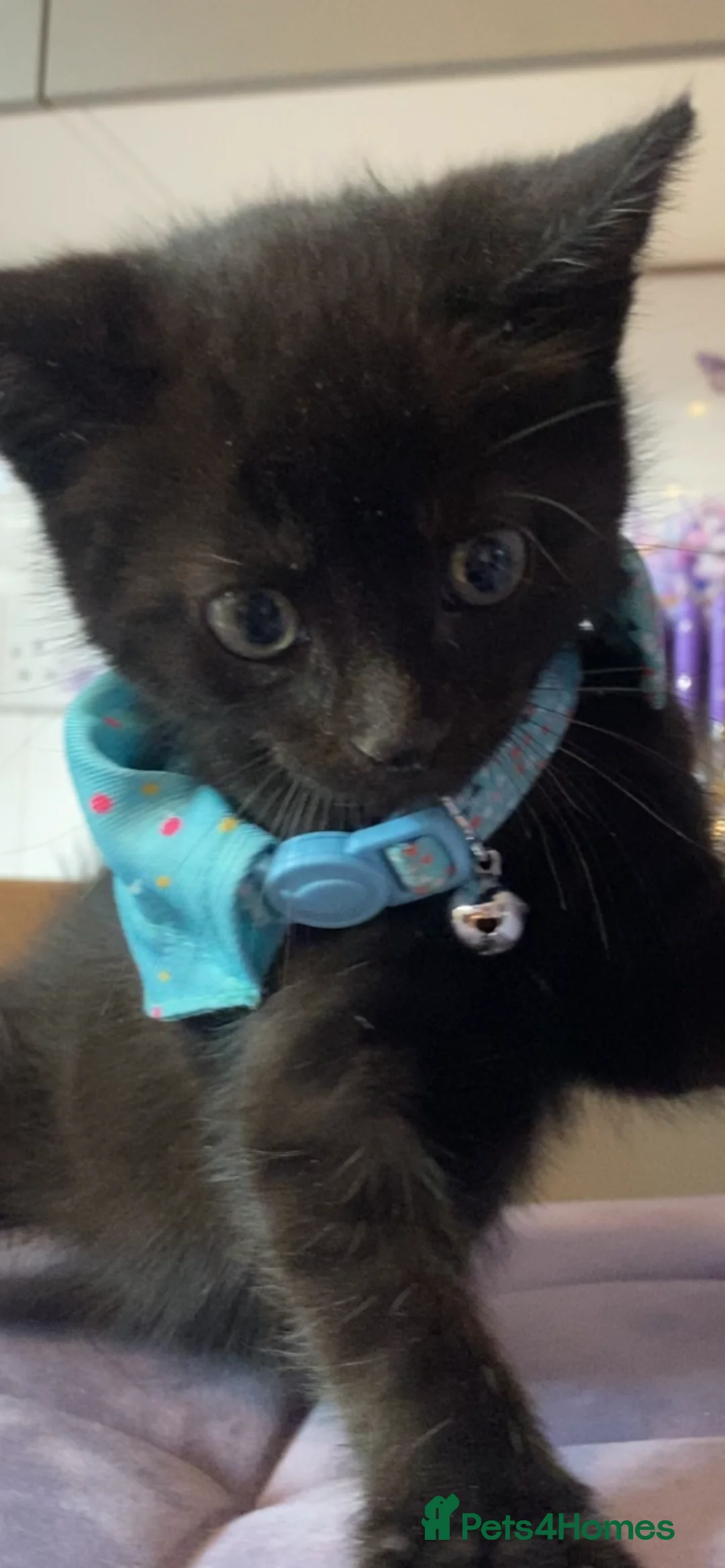Mixed Breed cats for sale: Friendly little boy kitten  in Welwyn - Advert 2