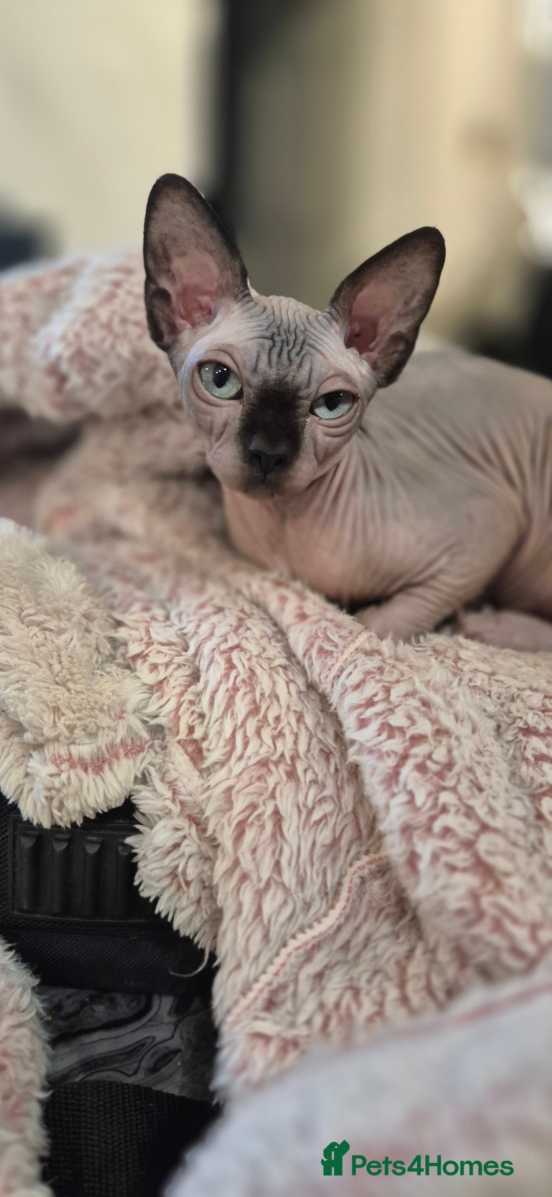 Sphynx cats for sale: Silver sphynx baby - Advert 3