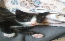 Domestic Shorthair cats for sale: Beautiful Domestic Short-haired kittens - Image 8