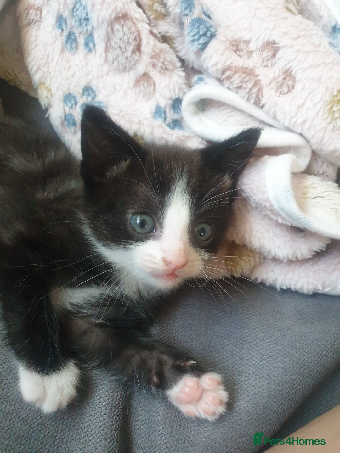 Domestic Shorthair cats for sale: Beautiful Domestic Short-haired kittens - Image 8