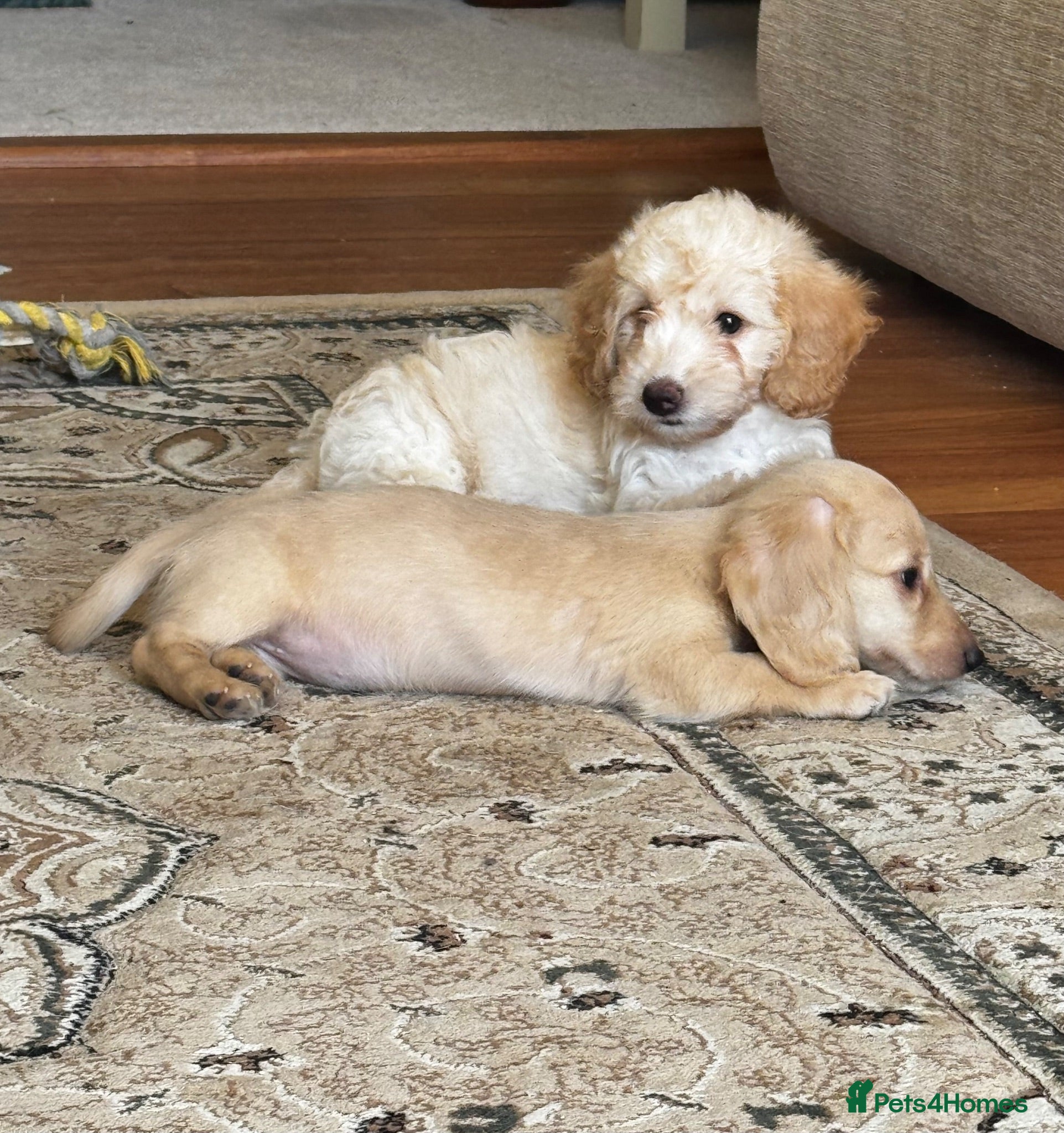 Doxiepoo dogs Doxiepoos Miniature dachshund x toy poodle  - Advert 1