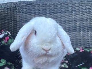 Mini Lop rabbits - Advert 10