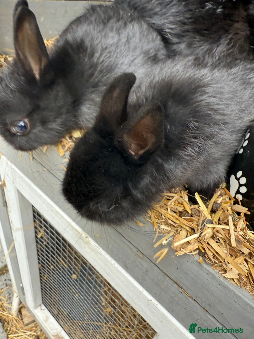 Netherland Dwarf rabbits for sale: Netherland dwarf rabbits for sale  - Image 11