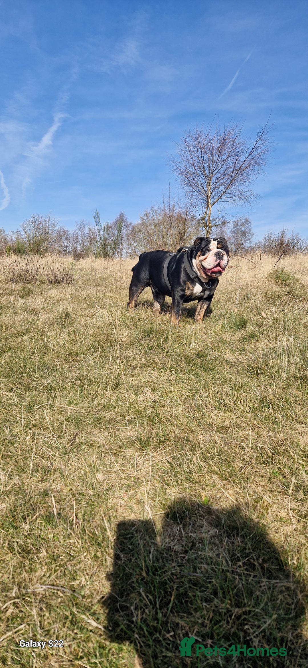 Olde English Bulldogge dogs for stud: Olde English Bulldogge (Black, white and brindle) - Image 8