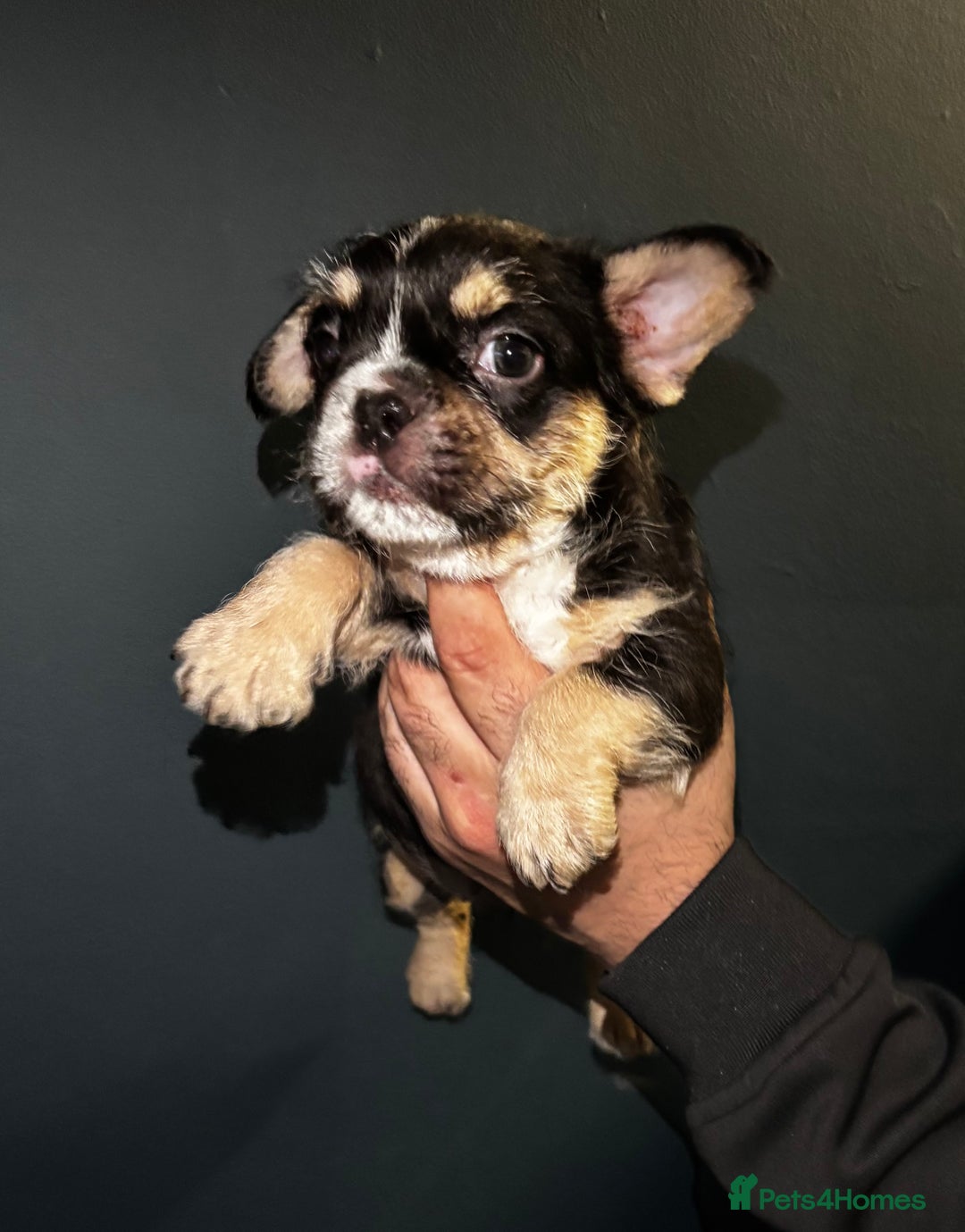 French Bulldog dogs for sale: French bulldog puppies - Advert 5