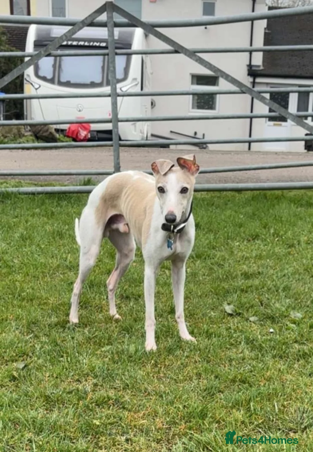 Whippet dogs for stud: PROVEN small race bred whippet stud - Advert 1