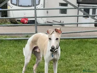 Whippet dogs PROVEN small race bred whippet stud - Advert 3