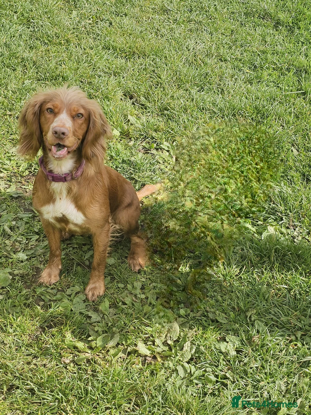 Cocker Spaniel dogs for sale: Cocker Spaniels - Advert 6