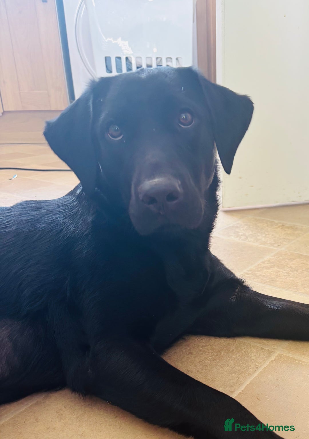 Labradoodle dogs for sale: 2 boys and 2 females - Image 9