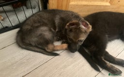 German Shepherd dogs for sale: Czech German Shepherd KC Registered puppies - Image 26