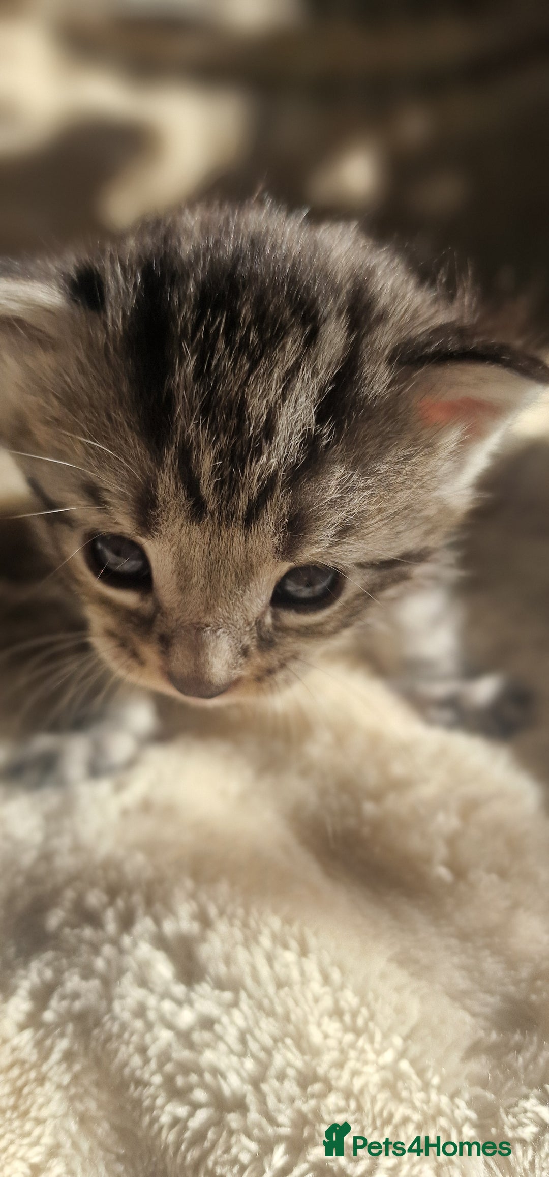 Maine Coon cats for sale: Maine Coon Kittens  - Advert 5