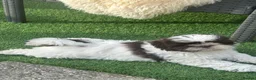 Shih Tzu dogs for sale: Molly Moo Moo - Advert 4