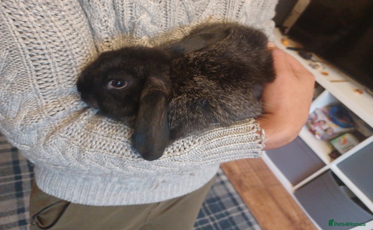 Mini Lion Lop rabbits - Advert 5