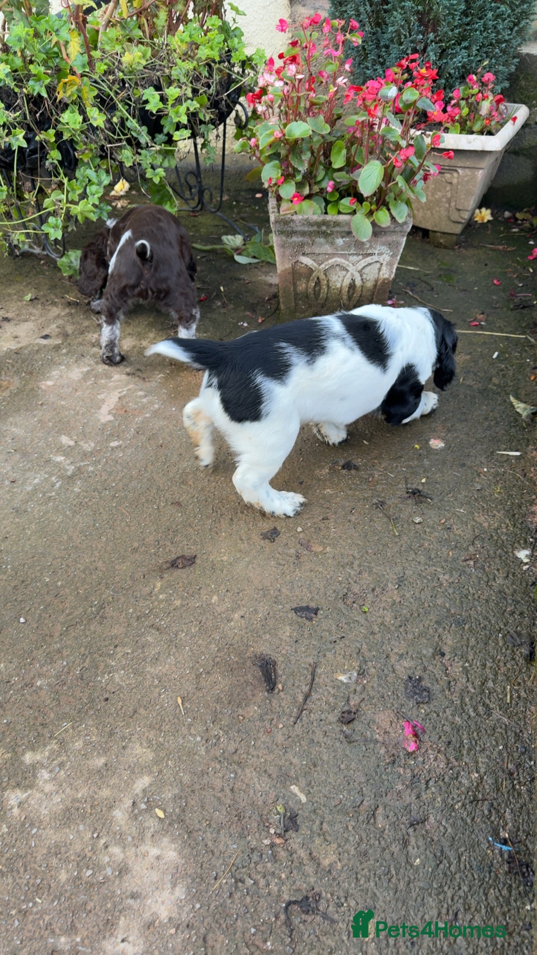 Sprocker dogs for sale: 2 sprockers available  - Advert 18