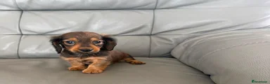 Miniature Dachshund 2