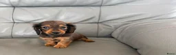 Miniature Dachshund dogs for sale: Miniature long haired dachshund  - Advert 4