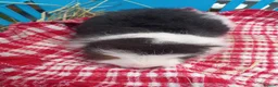 Guinea Pig rodents for sale: Swiss baby boys - Advert 5