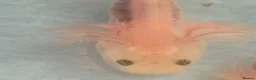Axolotl reptiles for sale: Beutiful Lucianic Albino Babies - Advert 5