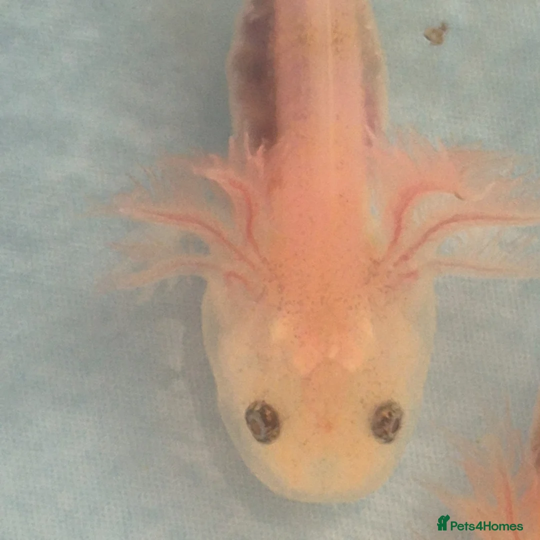 Axolotl reptiles for sale: Beutiful Lucianic Albino Babies - Advert 5