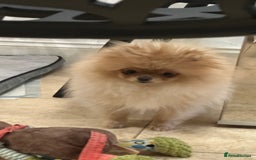 Pomeranian dogs for stud: 1.6kg Chocolate producer ovulation test included  - Image 12