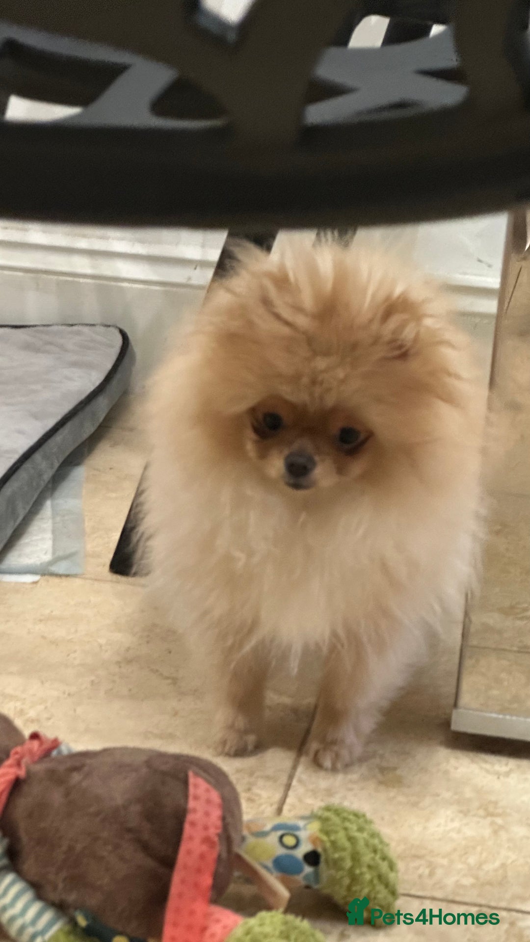 Pomeranian dogs for stud: 1.6kg Chocolate producer ovulation test included  - Image 12