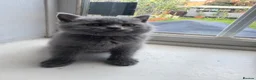 British Shorthair cats for sale: British shorthair kittens  - Advert 38