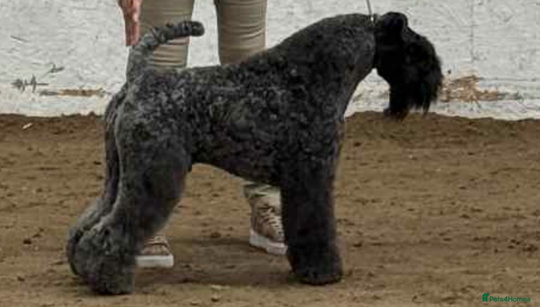 Kerry Blue Terrier dogs for sale: Kerry blue terrier  - Image 3