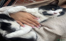 British Shorthair cats for sale: LOVING MALE KITTY!!! - Image 1